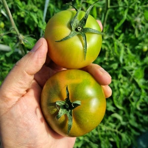 대저 짭짤이 토마토 특품 2.5kg