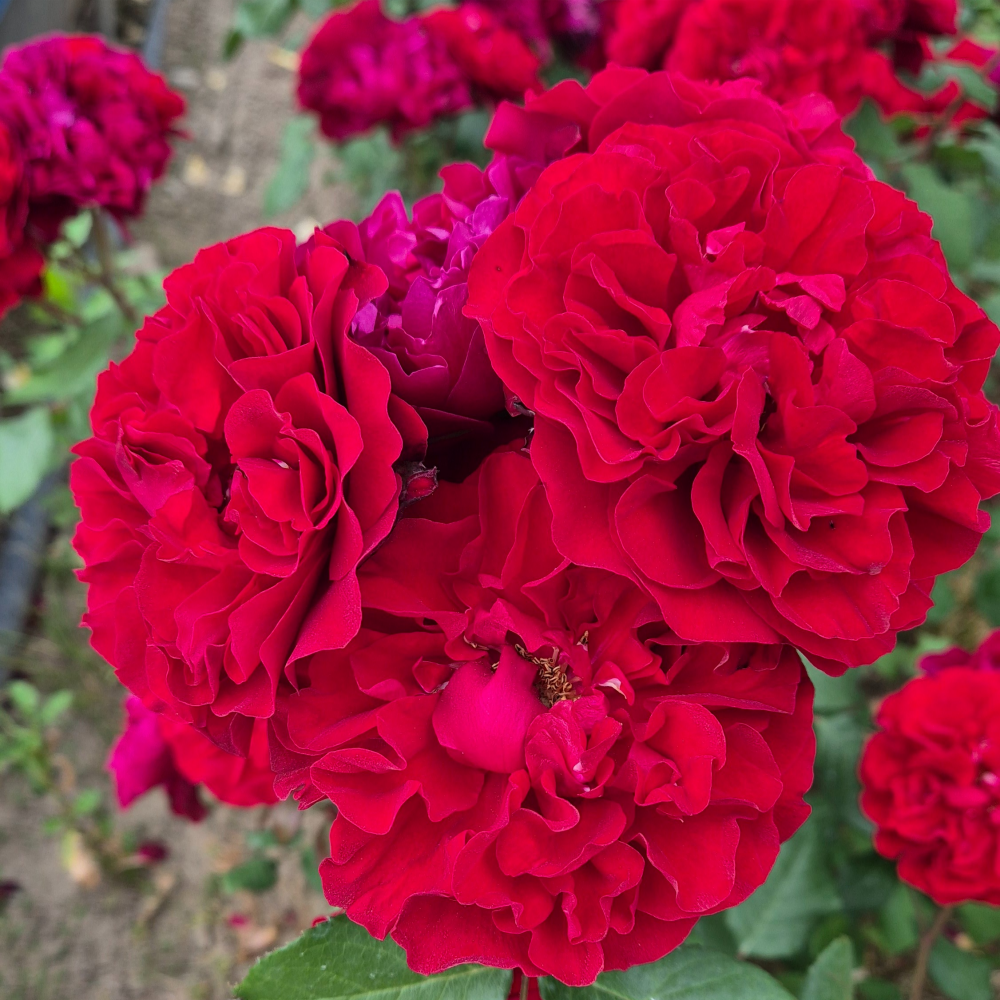 오스카 페어(Oscar Fehr) 독일 사계 정원 장미(비닐포트묘 / 화분묘 선택)