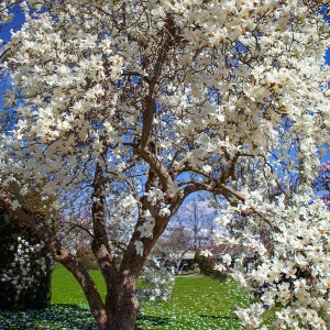 충북농원 백목련 목련나무 묘목 - R3~R4 분묘