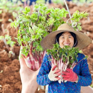 땅두릅 눈꽃 햇 두릅 봄나물 500g 가시없는 드룹 제철