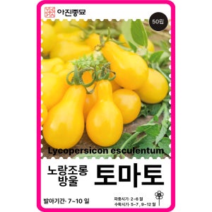 방울토마토씨앗 50립 / 노랑조롱방울 채소씨앗 과일 종자 키우기 희귀