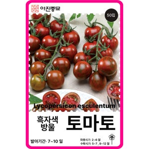방울토마토씨앗 50립 / 흑자색방울 채소씨앗 과일 종자 키우기 희귀