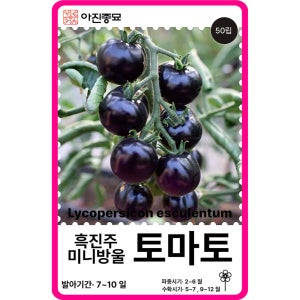 미니토마토씨앗 50립 / 흑진주 미니방울 채소씨앗 과일 종자 키우기 희귀