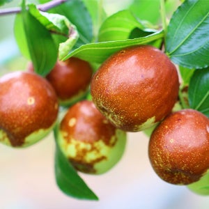 상상정원 사과대추(대왕대추) 나무 결실주 묘목 - R4~R5 분묘