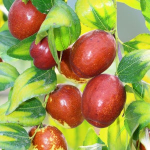 상상정원 복조대추 대추나무 결실주 묘목 - R4~R5 분묘