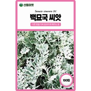 산들마켓 백묘국 꽃씨앗 100립 눈부신 은색빛깔 꽃이 반겨주는 일년생 종자