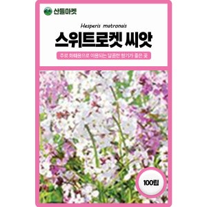 산들마켓 스위트로켓 꽃씨앗 100립 유채꽃과 비슷한 모양의 달콤한 향이나는 이년생 종자