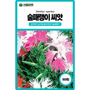 산들마켓 술패랭이 꽃씨앗 100립 나비가 날아가는거 처럼 보이는 다년생 꽃씨 종자