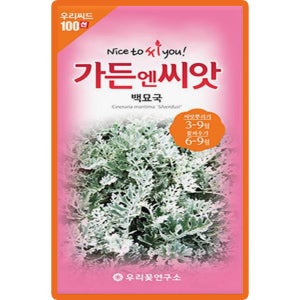 가든 백묘국 꽃씨앗 100립 일년생 꽃씨 종자