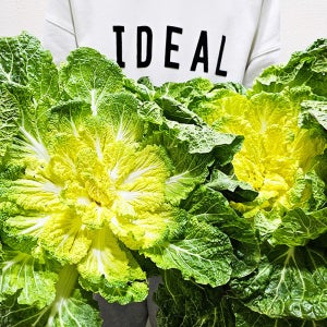 해남 제철 봄동