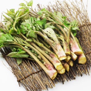 두릅 땅두릅 참두릅 향긋한 제철 국내산 봄나물