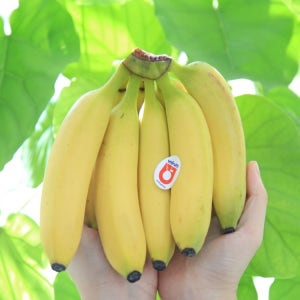 고당도 수입 바나나 열대과일 빠나나