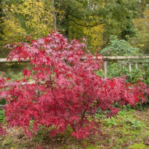 상상정원 사계홍단풍나무 (블러드굿) 단풍나무 묘목 - R2~R3 분묘