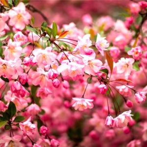 상상정원 수사해당화 (서부해당화) 묘목 - 분묘