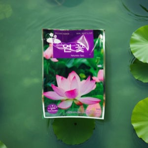 수반 연꽃 씨앗 씨 관상용 행운 수반 연꽃 키우기 10립