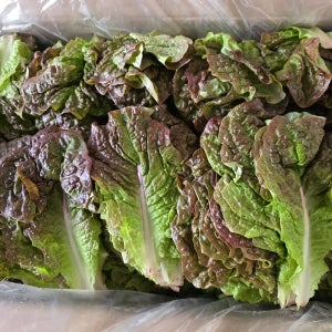 적상추 청상추 4kg (특) 국내산