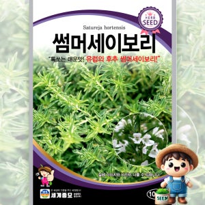 썸머세이보리 1000립 일반종 매운맛 식용꽃 허브 꽃씨 씨앗 종자 세계