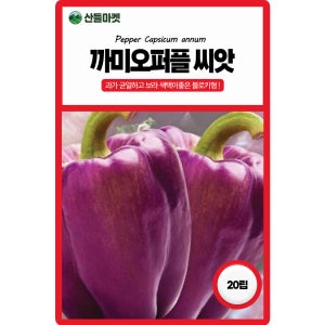 산들마켓 까미오퍼플 파프리카씨앗 20립 블로키형의 자색 조생종 파프리카씨 종자