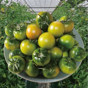 [당일수확] 부산 대저 짭짤이 토마토 2.5kg 5kg GAP