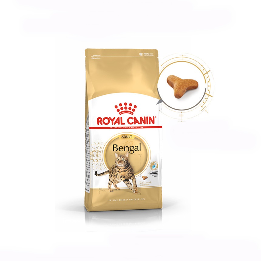 벵갈 고양이 (Bengal Cat)