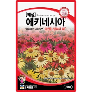 세계 왜성에키네시아 꽃씨앗 50립 일년생 꽃씨 종자