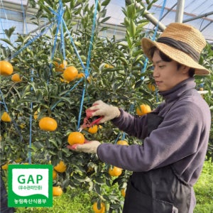 제주 가정용 고당도 천혜향 카라향 농가 산지직송 가정용 (실중량5kg 10kg)