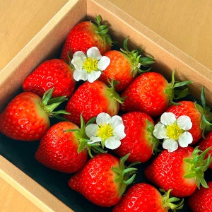 [산지직송] 담다 설향 딸기 고당도 생딸기