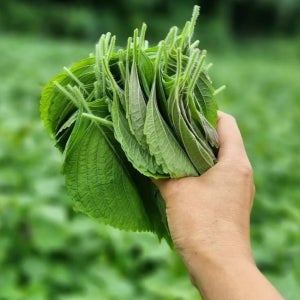 깻잎 밀양 500g 당일바리 들깨잎 1kg 쌈채소 샐러드 찹찹이 금산