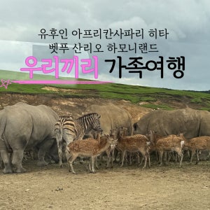 [단독차량 프라이빗투어] 후쿠오카 유후인 벳푸 아프리칸사파리 산리오 하모니랜드 가족여행