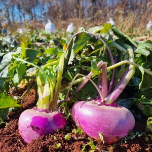 강화도 특산품 노지 강화 햇 순무 10kg, 1개