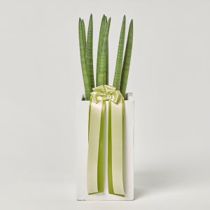 스투키 중형 공기정화 플랜테리어 개업 축하 거실 카페식물 사무실 테이블 화분 집들이선물