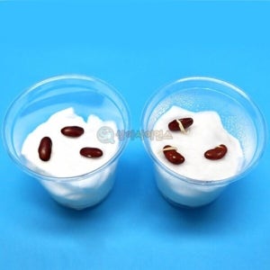 [로봇사이언스몰][과학실험] SA 씨가 싹 트는 데 필요한 조건 (동아)(5인 세트)