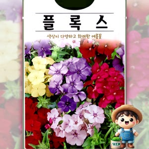 플록스 40립 드럼몬디 혼합 여름꽃 꽃씨 씨앗 종자 고급씨앗