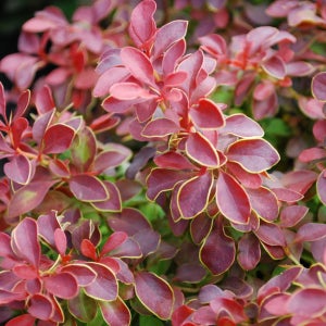 매자나무 어드미레이션 18cm 빨강/주황/핑크 시리즈 조경수 시리즈