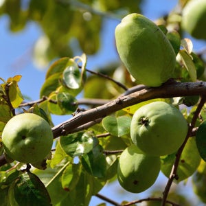 상상정원 대실모과 (모과) 나무 묘목 - R2 분묘