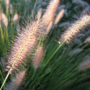 그라스 수크령 카시안 15cm 관상수 조경수 시리즈