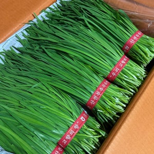 국산 햇부추 조선 정구지 영양 산 하우스 노지 부추 특품