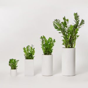 금전수 실내화초 카페식물 집들이 축하 식당 오픈 개업 화분 선물 공기정화 전시회