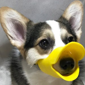 무는 짖는 개 입마개 귀여운 오리 주둥이 애견