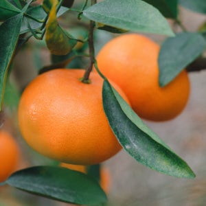 해리네농장 제주 천혜향 3kg/5kg/10kg/못난이