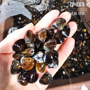 낙동강 생물 활 재첩 1kg