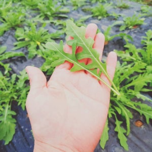 와일드 루꼴라 생잎 1kg