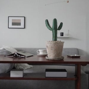 만세 용신목 중형 선인장 빈티지화분