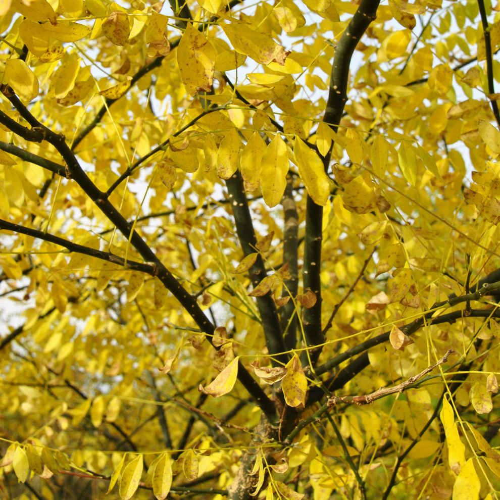 황금회화 <b>회화 나무</b> R3 조경수 관상수 나무 가든 마켓