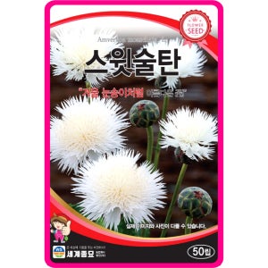 수레국화씨앗 50립 / 스윗술탄 화이트 꽃씨 몰 허브씨앗 화단 정원 절화 하얀꽃