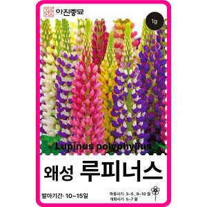 루피너스 씨앗 1g / 왜성루피너스 층꽃 부채꽃 일년생 꽃씨 몰 야생화 여름 가을
