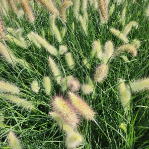 그라스 수크령 매직 19cm 그라스 조경수 관상수