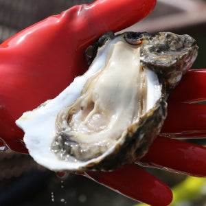 TV 나온 그집 벚굴3kg 제철 섬진강 벚굴 강굴 벗굴 도착일 아이스 신선 포장