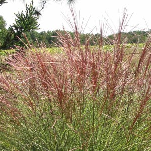 모닝라이트 그라스 억새 5치비닐화분묘 야생화 카페조경