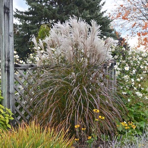 딕시랜드 그라스 억새 5치비닐화분묘 야생화 주택조경